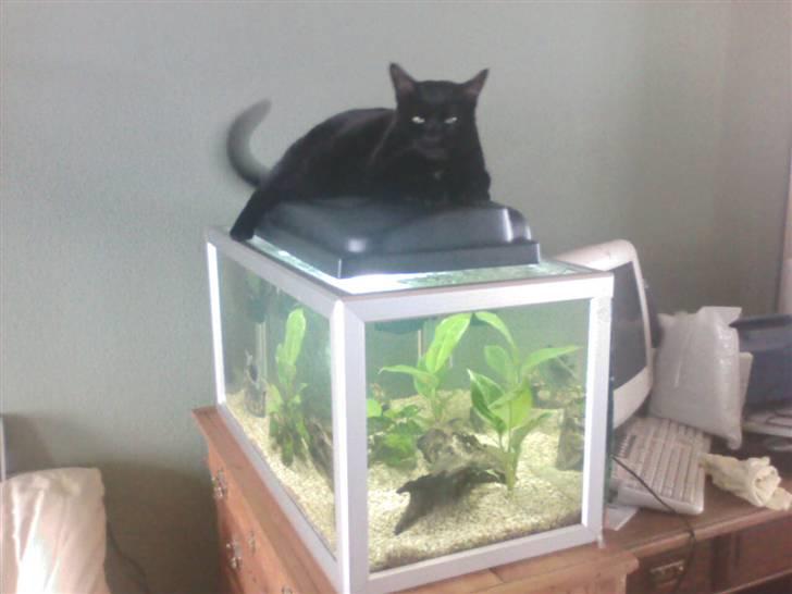 Huskat hugo - hvis bare billede 2