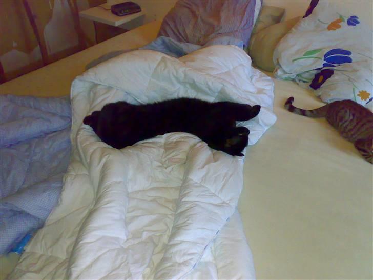 Huskat hugo billede 3