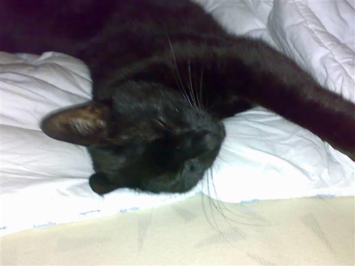 Huskat hugo - ja hvad er bedre end en seng man kan slange sig i billede 4