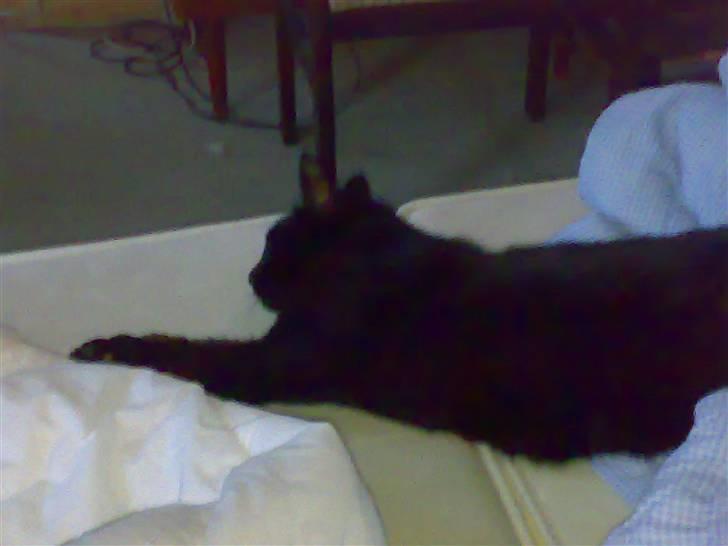 Huskat hugo billede 5