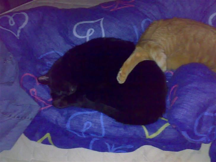 Huskat hugo - ja her ligger jeg med pablo som jeg bor sammen med billede 6