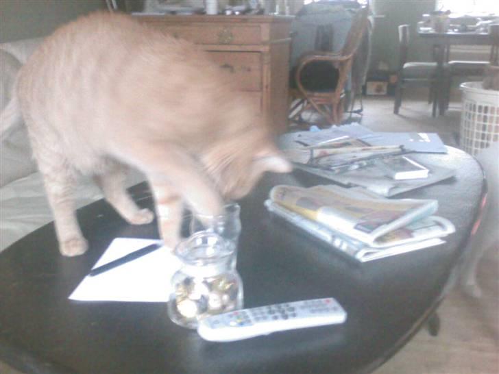 Huskat pablo - jeg skal lige have det mælk der i bunden billede 1