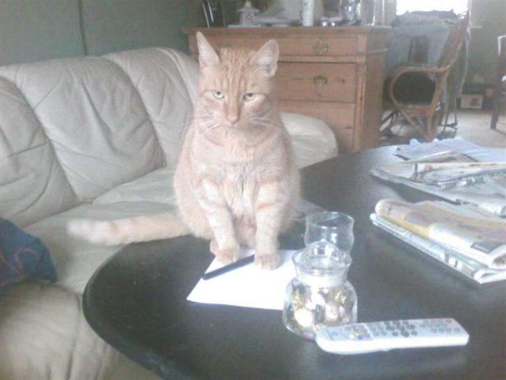 Huskat pablo - så nu er der ikke mere billede 2