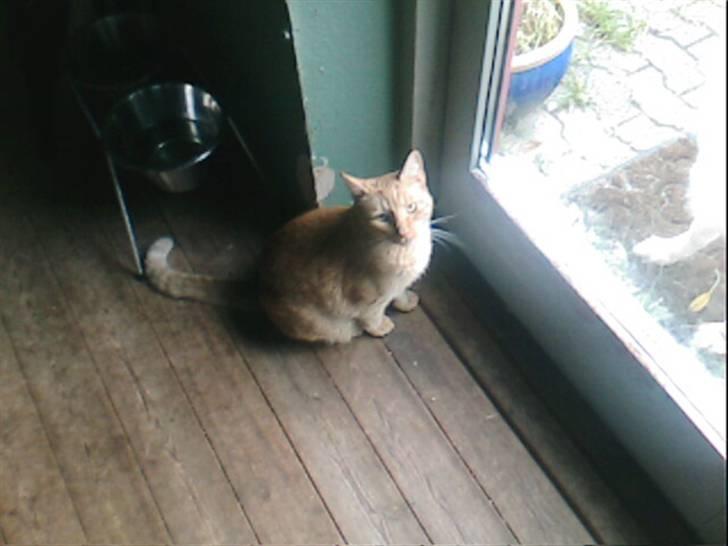 Huskat pablo - hva så mor jeg vil gerne ud billede 3