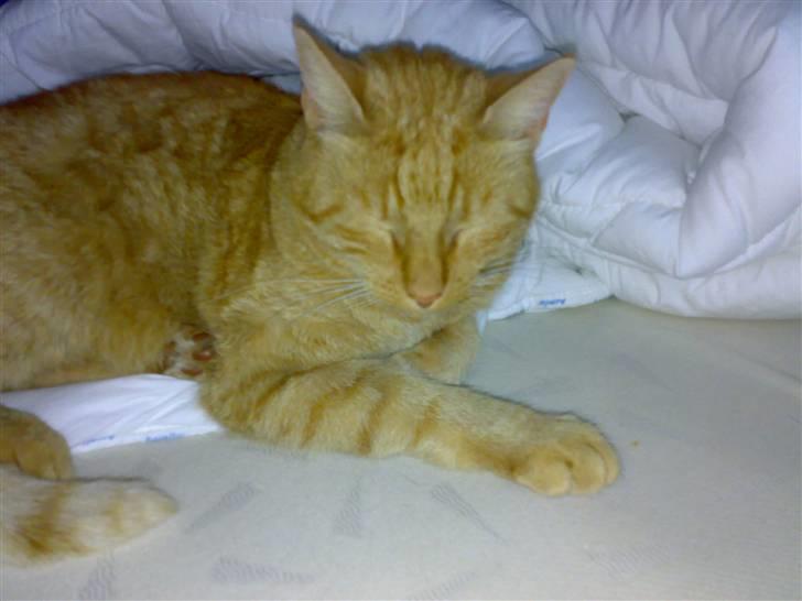 Huskat pablo - puttetid billede 5