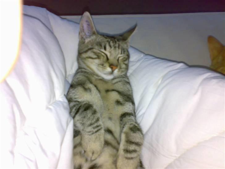 Huskat charlie - livet er dejligt billede 1