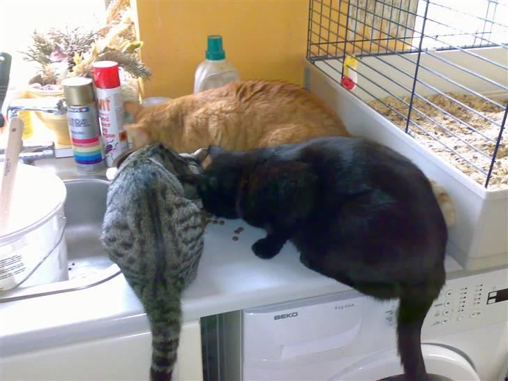 Huskat charlie - så er det spisetid billede 2