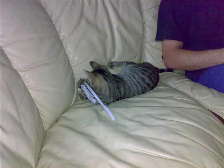 Huskat charlie - sådan en hårbørste er ikke til at kimse af billede 3