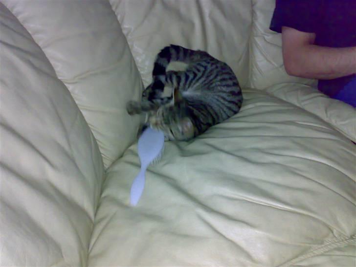 Huskat charlie - den er bare så sjov billede 4