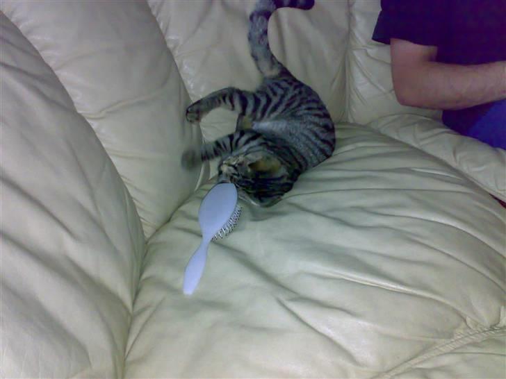 Huskat charlie - godt legetøj billede 5