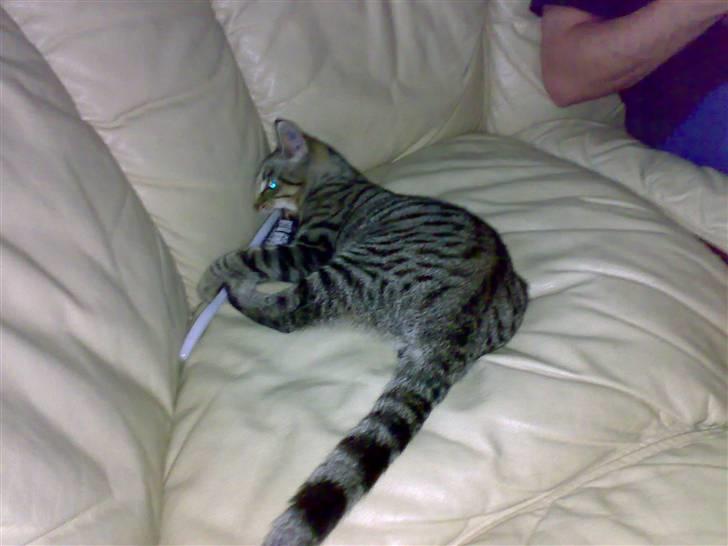 Huskat charlie - hahaha hihihi billede 6