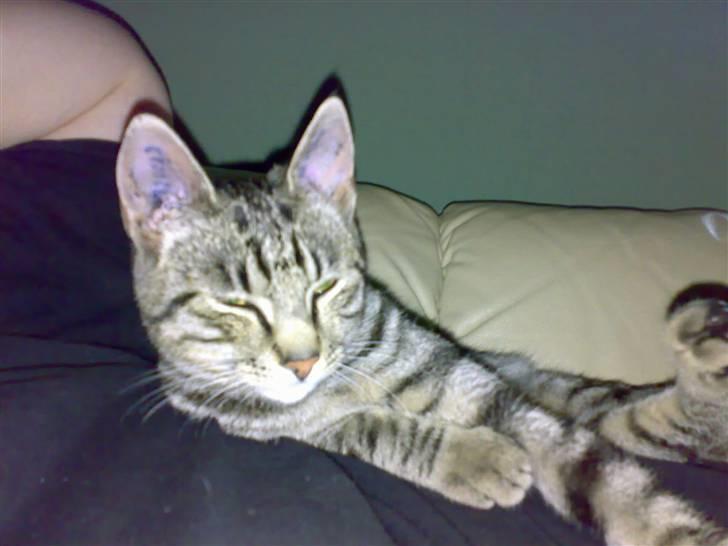 Huskat charlie - det er godt far vil hygge lidt med mig billede 7