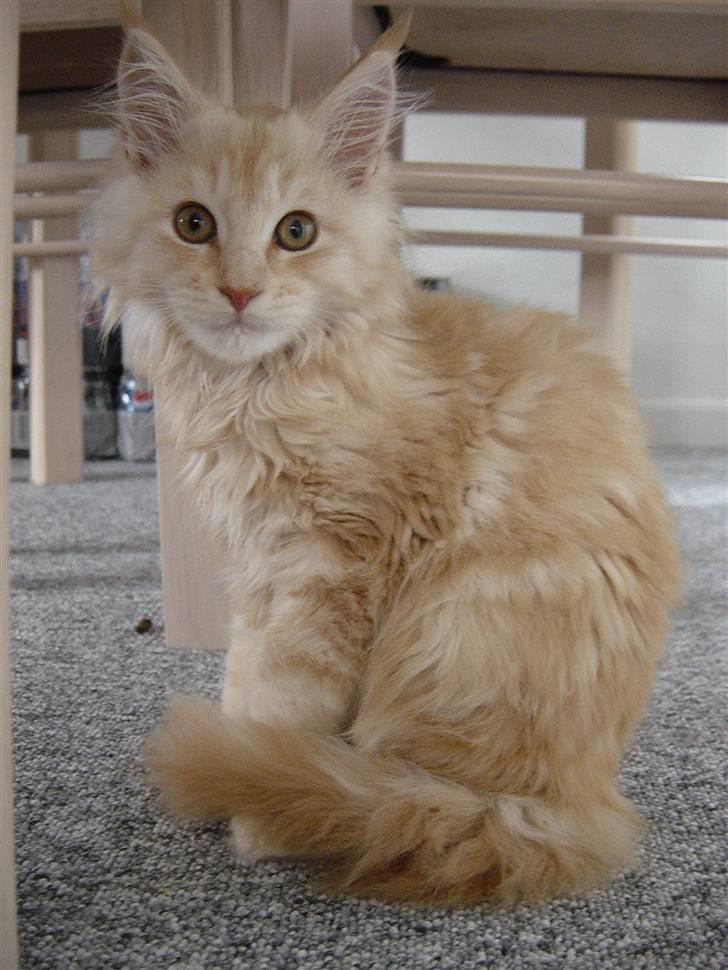 Maine Coon Vinterbo´s Alfred. billede 10
