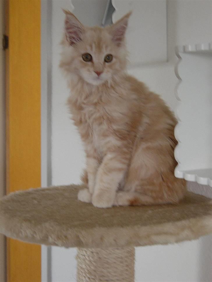 Maine Coon Vinterbo´s Alfred. billede 11