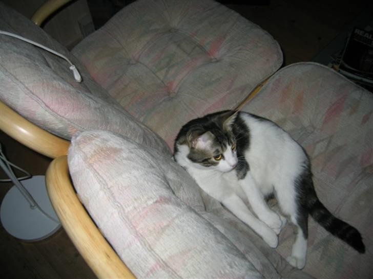 Huskat skipper - SKØNT AT SLAPPE AF  billede 2