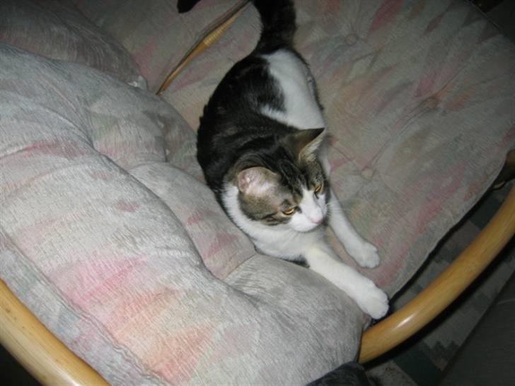 Huskat skipper - SKER DER NOGET MÅSKE NOGEN VIL LEGE billede 3