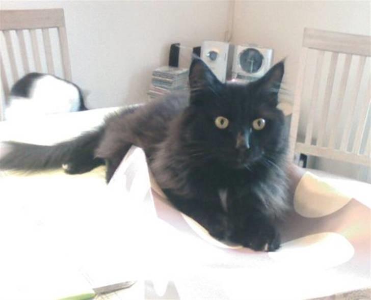 Blanding af racer Micky - Hej, jeg hedder Micky billede 1