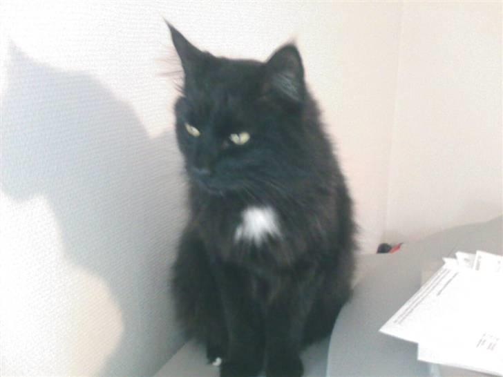 Blanding af racer Micky billede 2