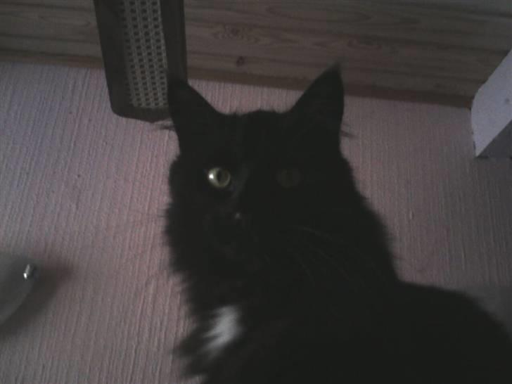 Blanding af racer Micky billede 4