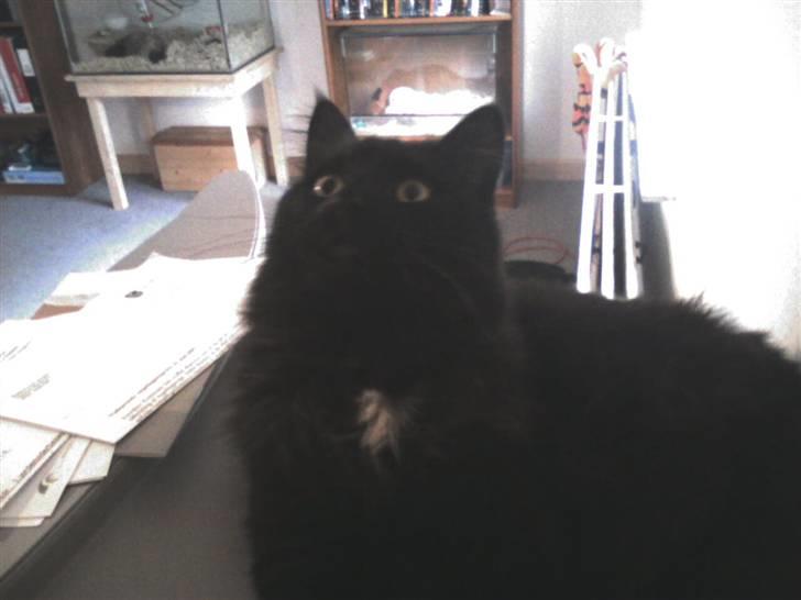 Blanding af racer Micky billede 5