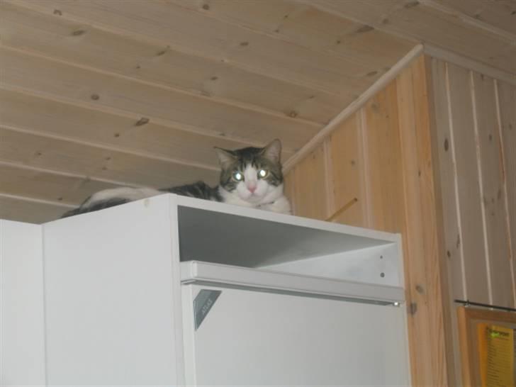 Huskat skipper - JEG ER LIGE HER, GEMMER MIG BARE billede 5