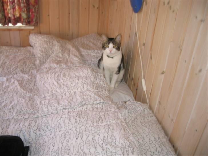 Huskat skipper - SKAL VI SOVE NU billede 6