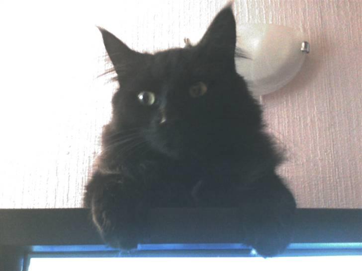 Blanding af racer Micky billede 7