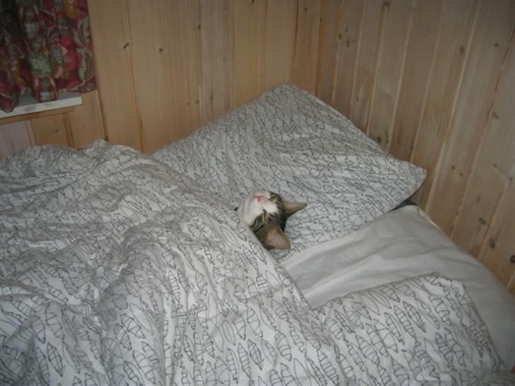 Huskat skipper - SHH, PRØVER PÅ AT SOVE billede 7