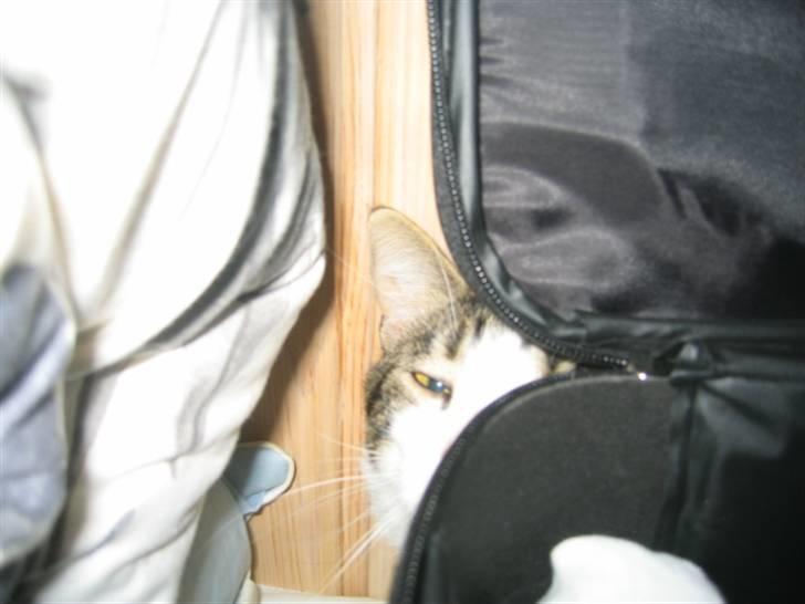 Huskat skipper - KAN I SE MIG, ER LIGE BAGVED MIN EJERS TASKE.. billede 8