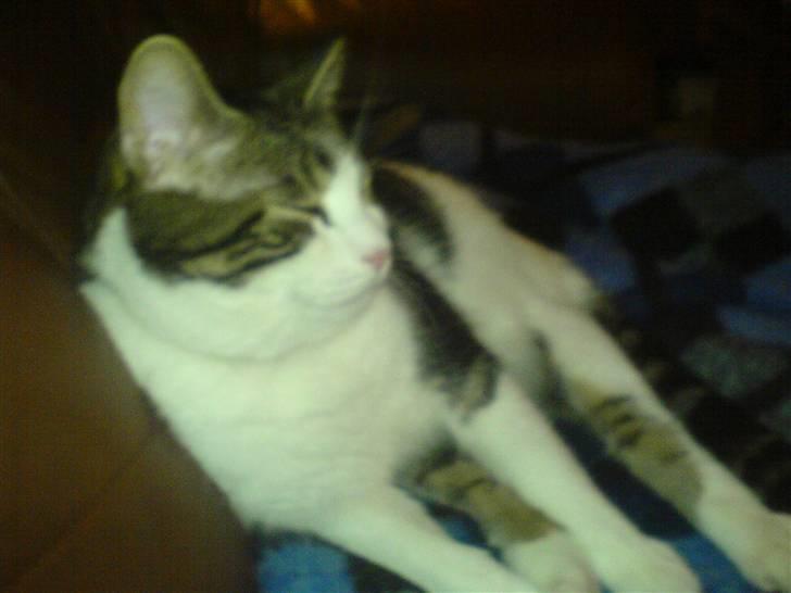 Huskat skipper - SOVER, PRØVER PÅ DET billede 9