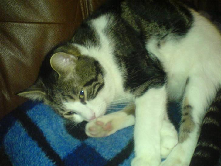 Huskat skipper - ER JEG IKKE BARE DEJLIG billede 10