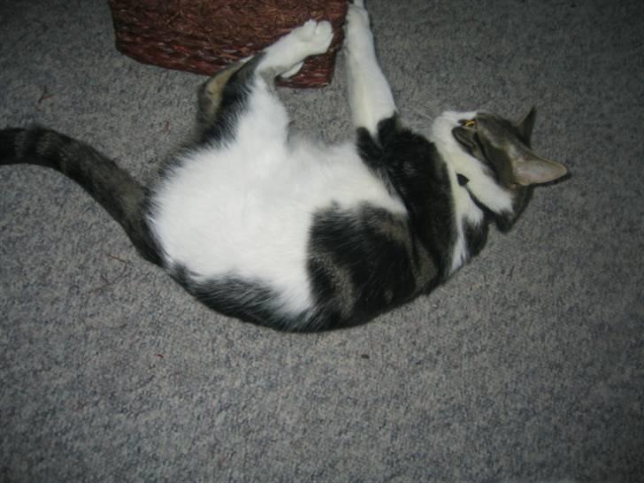 Huskat skipper - DET ER GOD TIL MINE KLØR billede 11