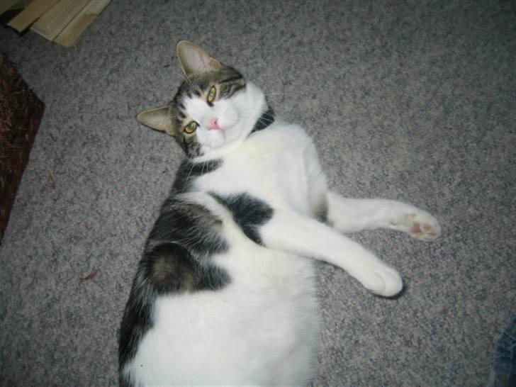 Huskat skipper - SE NU PÅ MIG billede 12