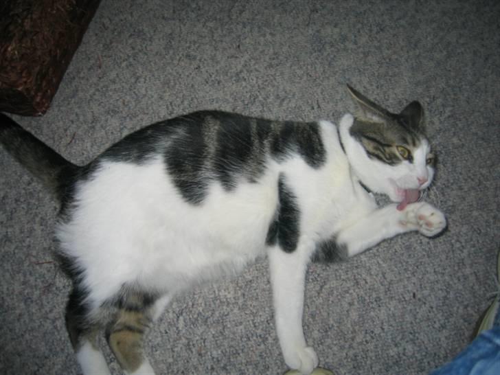 Huskat skipper - VASKER MIG LIGE SÅ JEG BLIVER PÆN IGEN billede 13