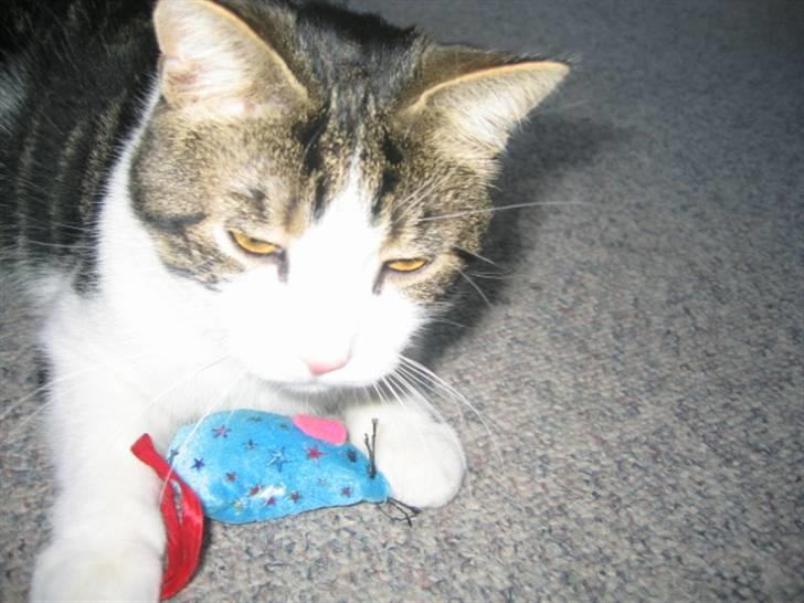 Huskat skipper - MIN LEGETØJS MUS billede 14