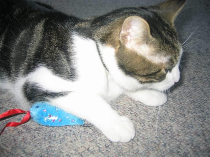 Huskat skipper - PRØVER AT GEMME DEN billede 15