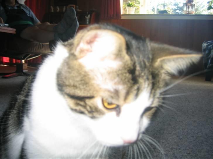 Huskat skipper - HVIS DU SKAL TAGE BILLED AF MIG, SÅ VIL JEG LEGE MED DEN SNOR, DER HÆNGER PÅ DIT CAMERA billede 16