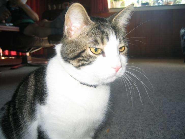 Huskat skipper - JEG GØR MIG LIGE LÆKKER billede 17