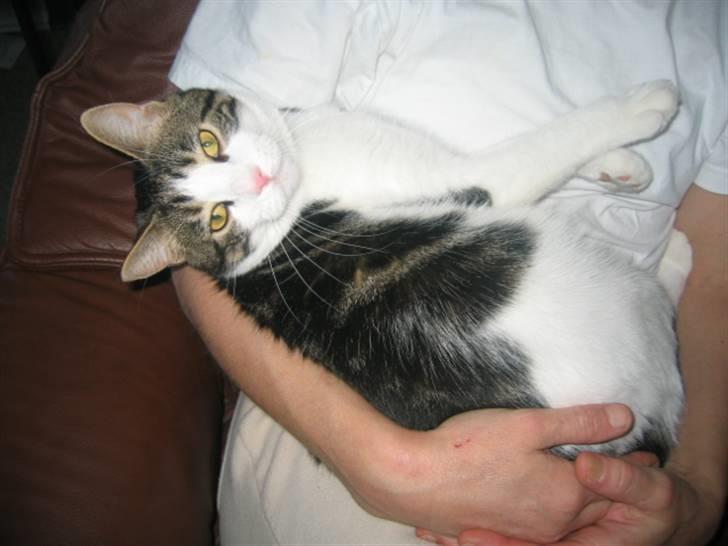 Huskat skipper - DETTE ER PARADIS billede 18