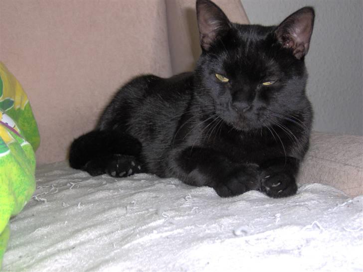 Blanding af racer Tulle - Lad mig nu sove gider ikke nu zzzz billede 5