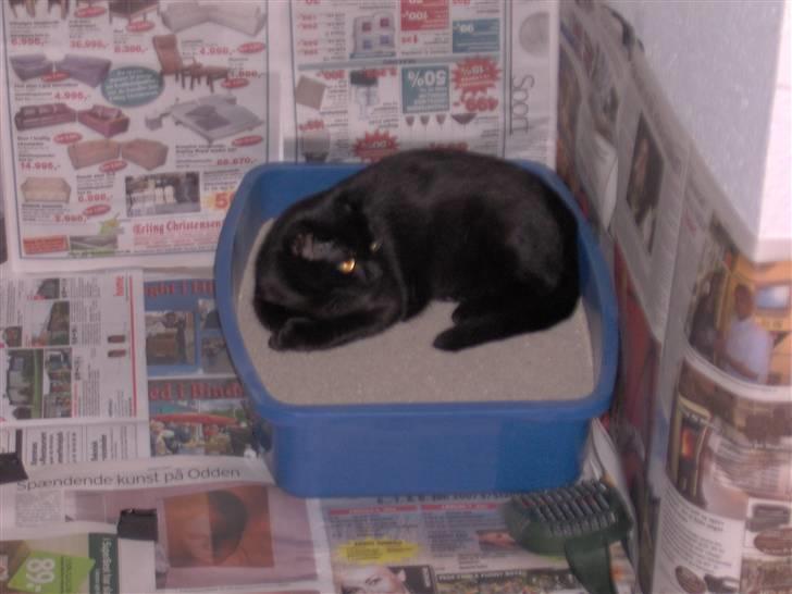 Blanding af racer Tulle - Dejlig med rent kattegrus så kan man da lige sove lidt i det læser lige avisen også billede 6