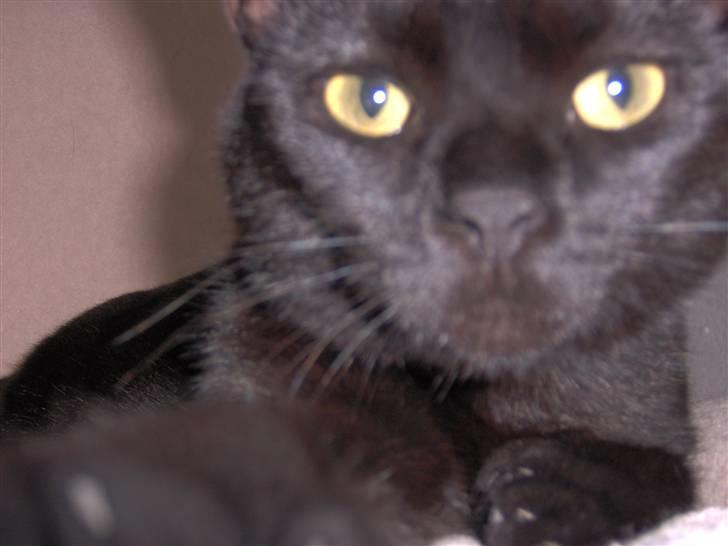 Blanding af racer Tulle - Jep den nye fotomodel se jeg smiler :-) billede 7