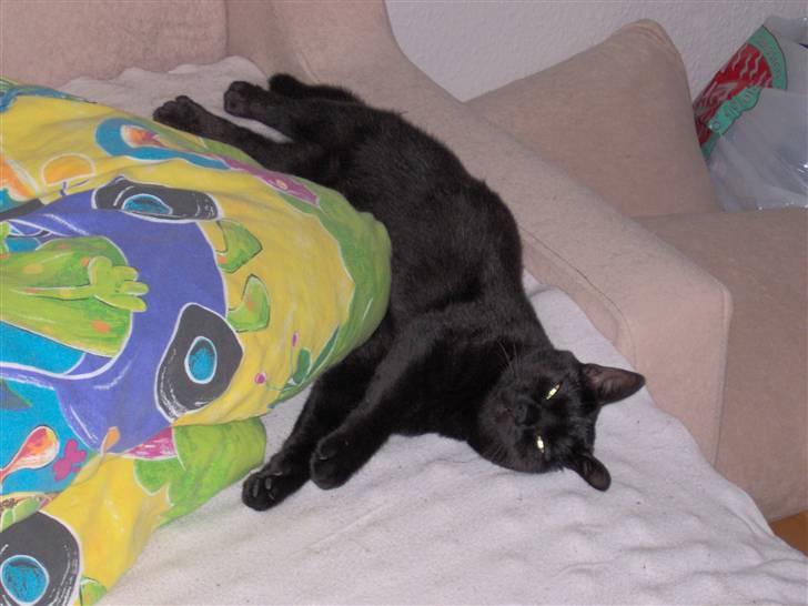 Blanding af racer Tulle - Putter så dejlig her passer på dynen for mor nat nat zzzzzzzzz billede 8