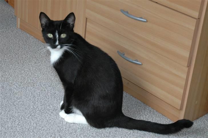 Blanding af racer Bailey død 3/9 2007 billede 11