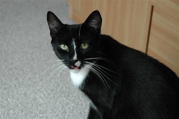 Blanding af racer Bailey død 3/9 2007 - hey! billede 12