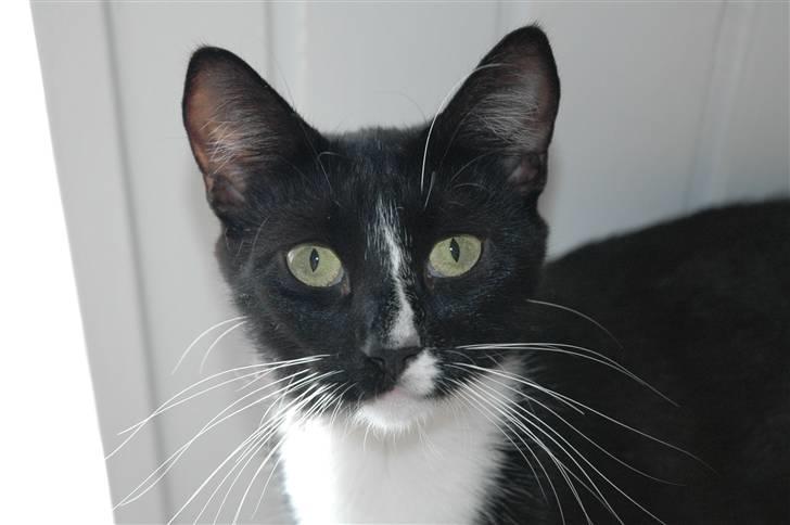 Blanding af racer Bailey død 3/9 2007 billede 13