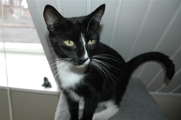 Blanding af racer Bailey død 3/9 2007 billede 14