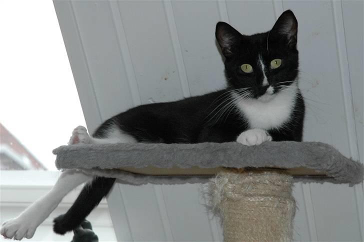 Blanding af racer Bailey død 3/9 2007 billede 15