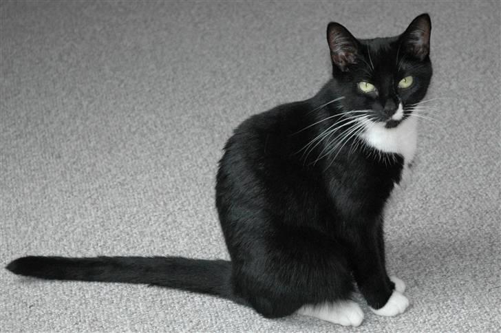 Blanding af racer 17 (død 19/11-09) billede 10