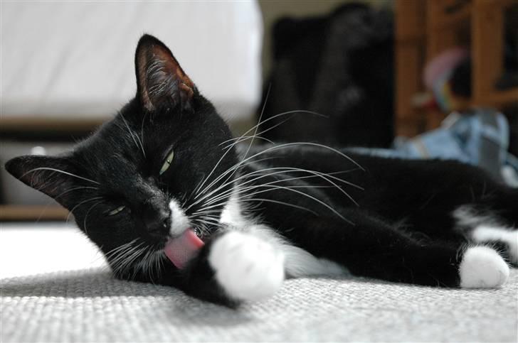 Blanding af racer 17 (død 19/11-09) billede 11